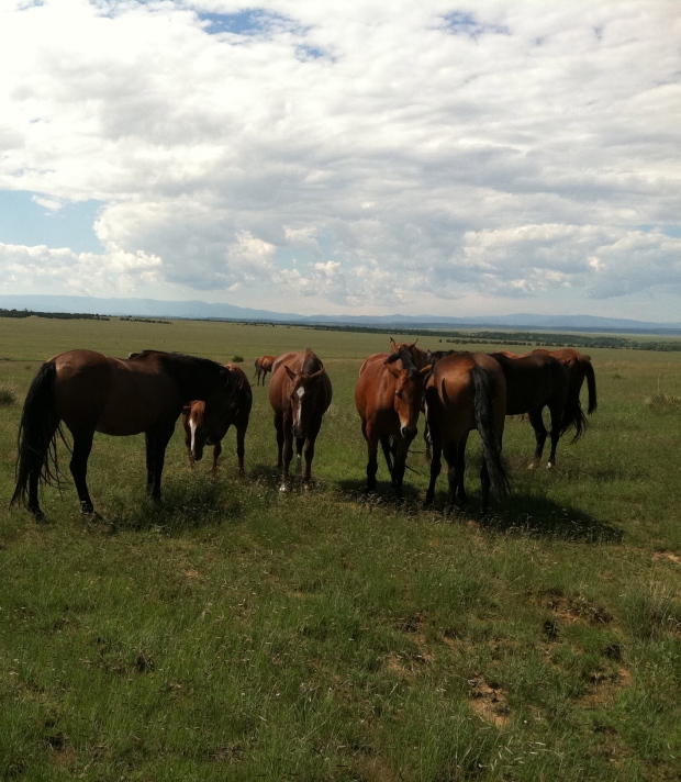There is nothing more majestic than a herd of horses and these wild Mustangs are beautiful creatures. For more information click on the link below.